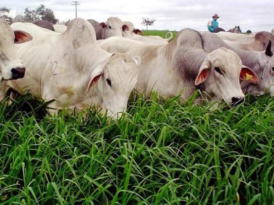 Reforma de pastagens pode trazer ganhos ambientais e maior produtividade na pecuária